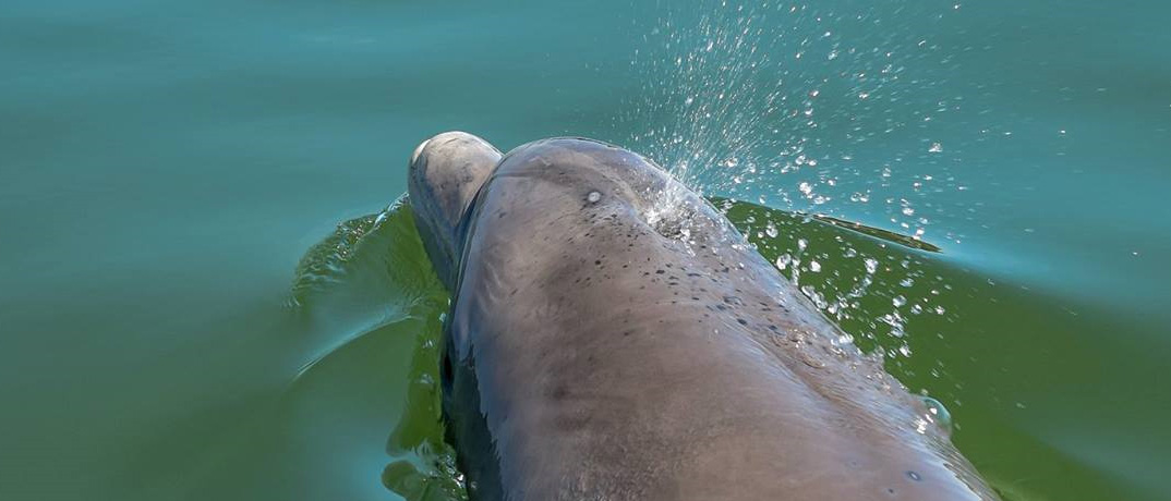 Dolphin Tours in HHI