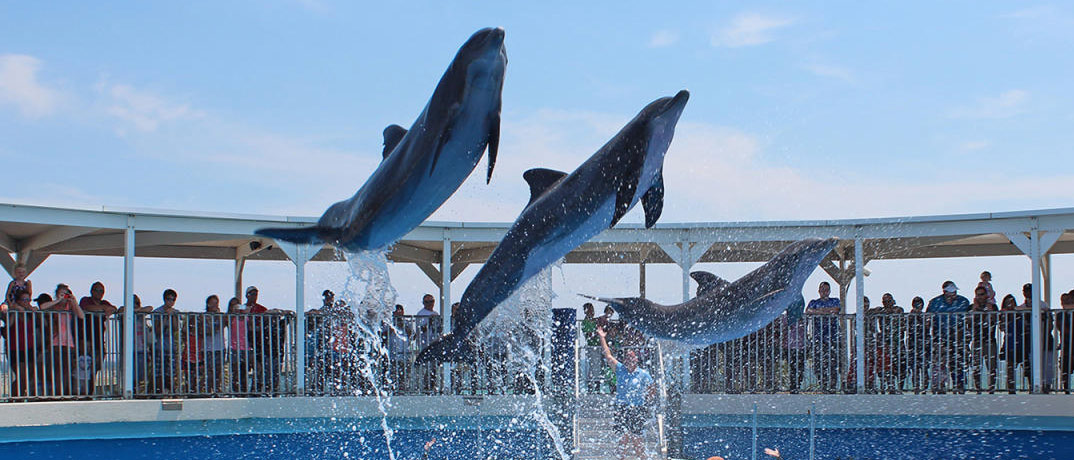 Gulfarium Marine Adventure Park located in Destin, Florida.