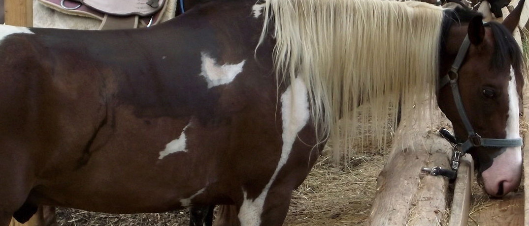 30A Horseback Riding In A Forest Setting