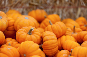 Pumpkins_MB