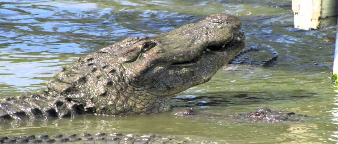 Gator in North Myrtle Beach