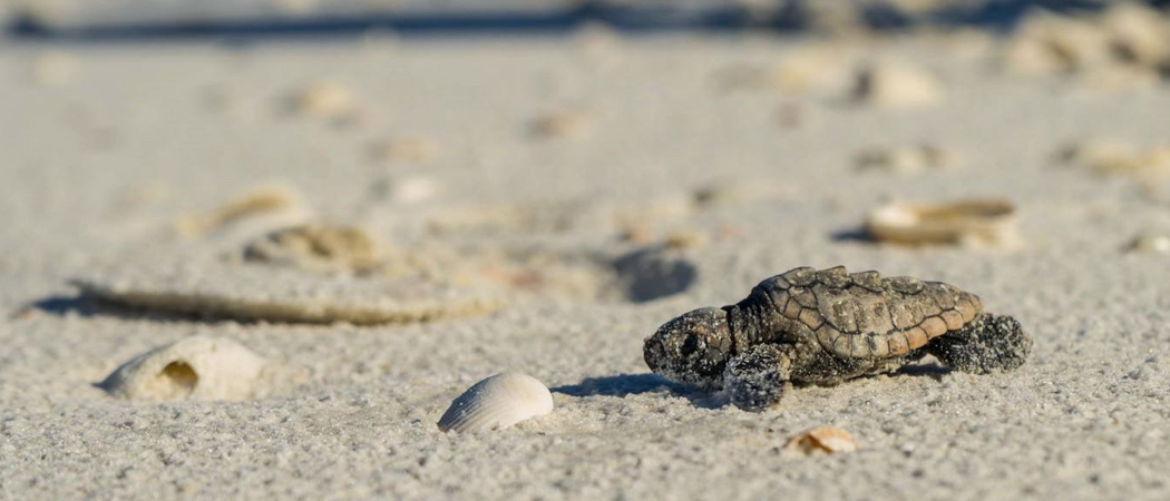 Baby Sea Turtle