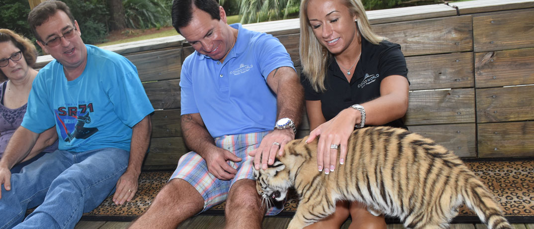 Petting Baby Tigers
