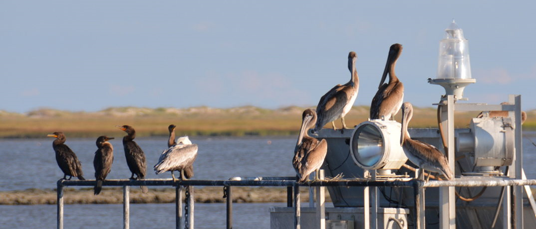 What to do on Bird Island