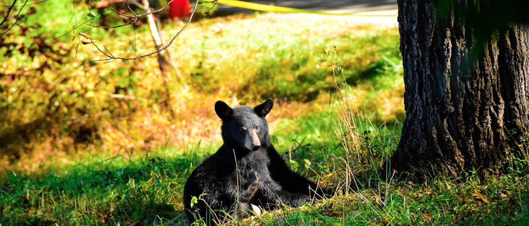 Cades Cove Wildlife