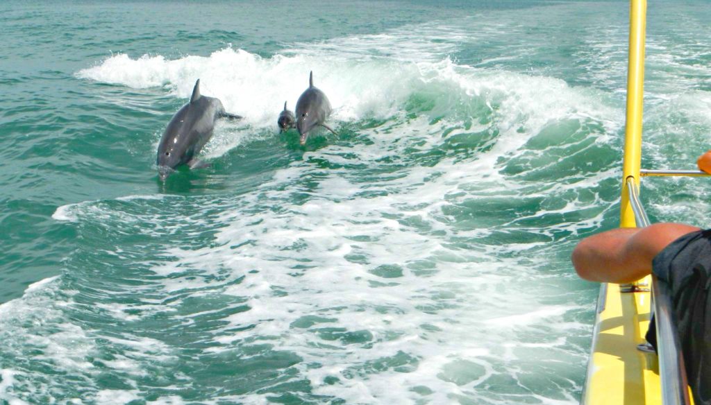 Dolphin Cruise