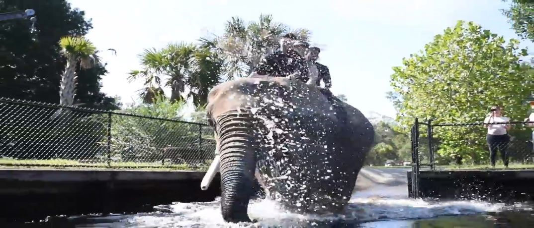 Bubbles the Elephant