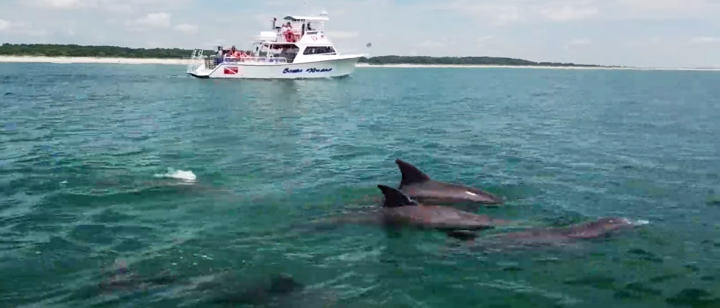 Express Watersports Dolphin Cruise