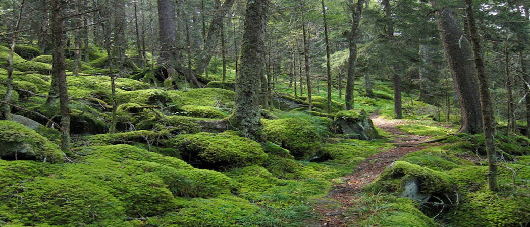 Spruce Fir Trail In Gatlinburg