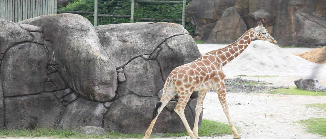 Giraffe Encounter Knoxville Zoo