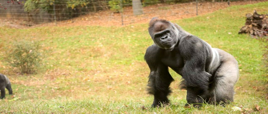 Gorilla Knoxville Zoo