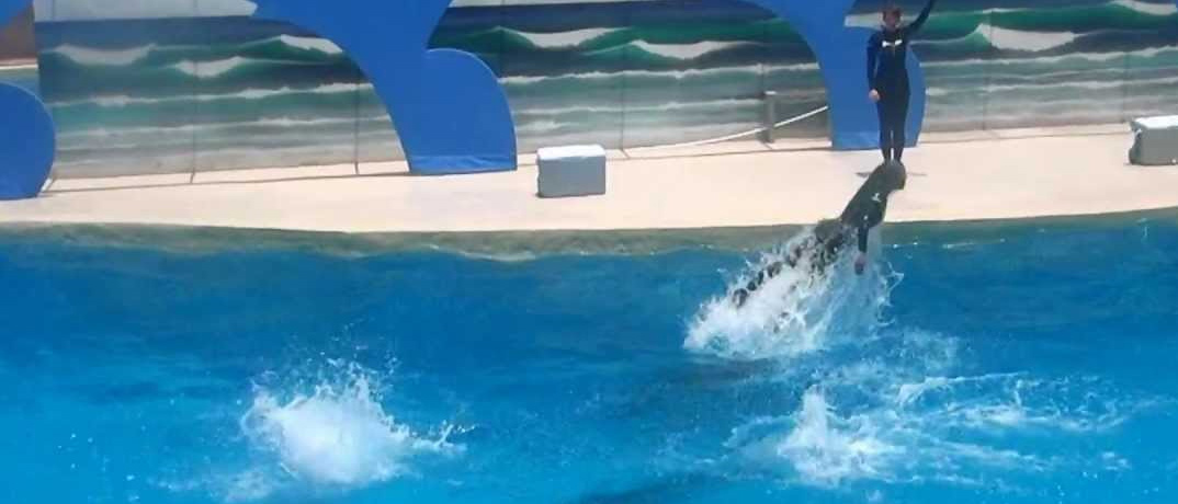 Gulf World Marine Park dolphin show Panama City, FL