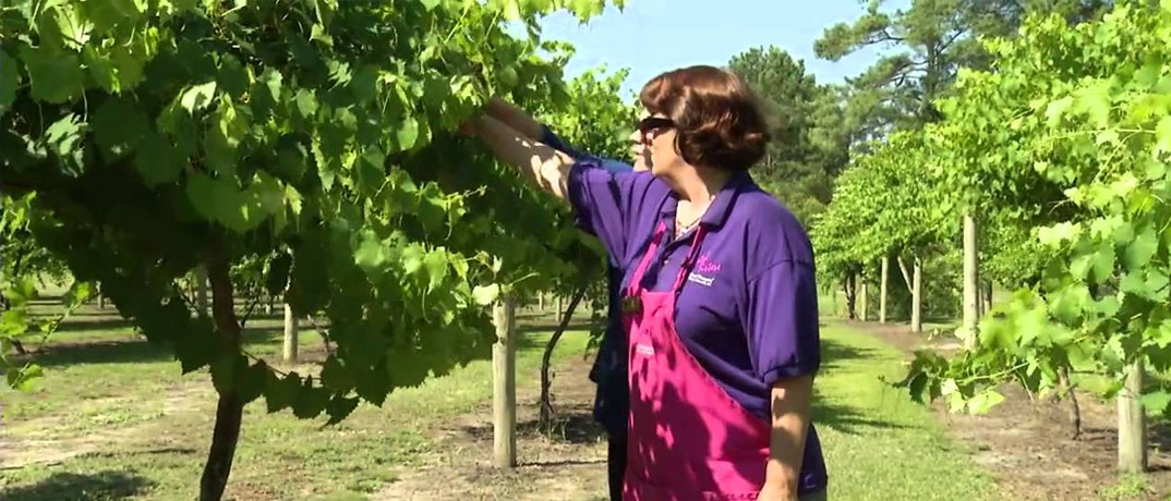 La Belle Amie Vineyard