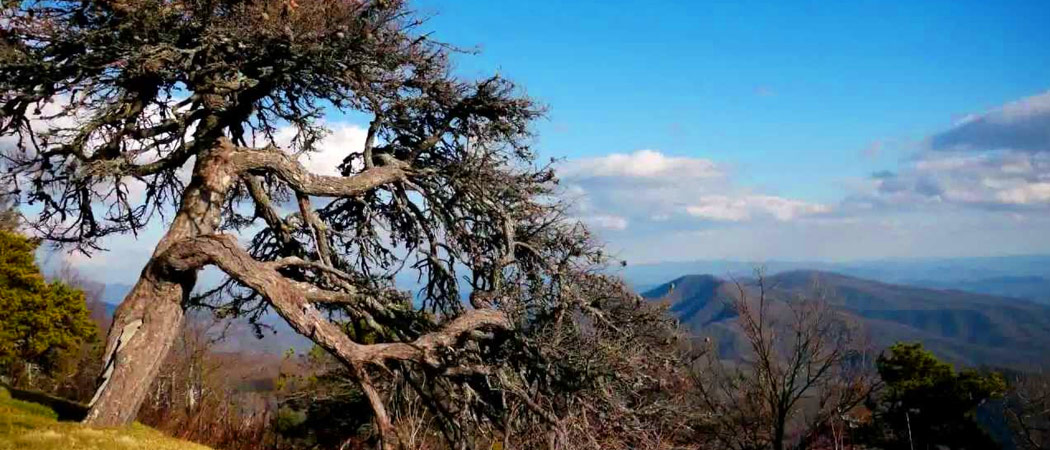 Licklog Ridge Overlook