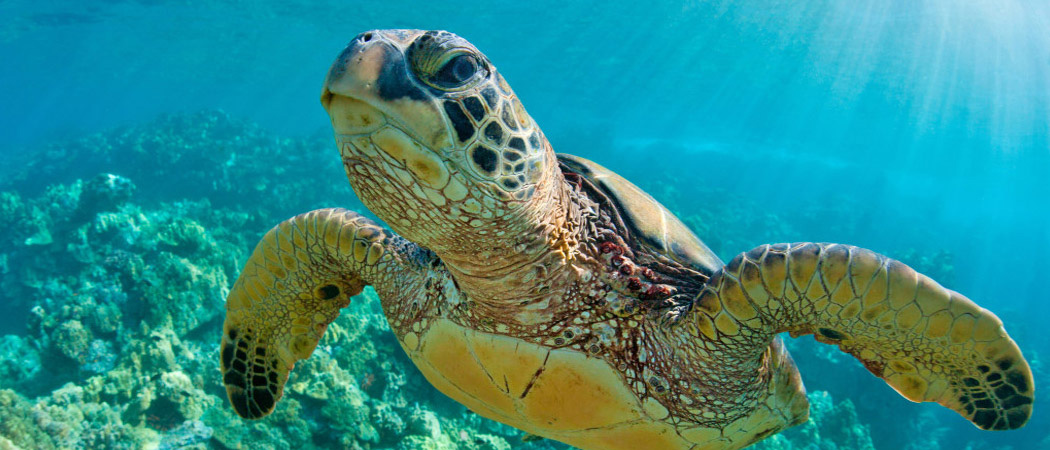 loggerhead sea turtle habitat