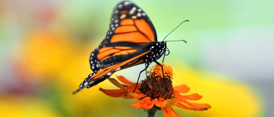 Monarch Butterfly Migration