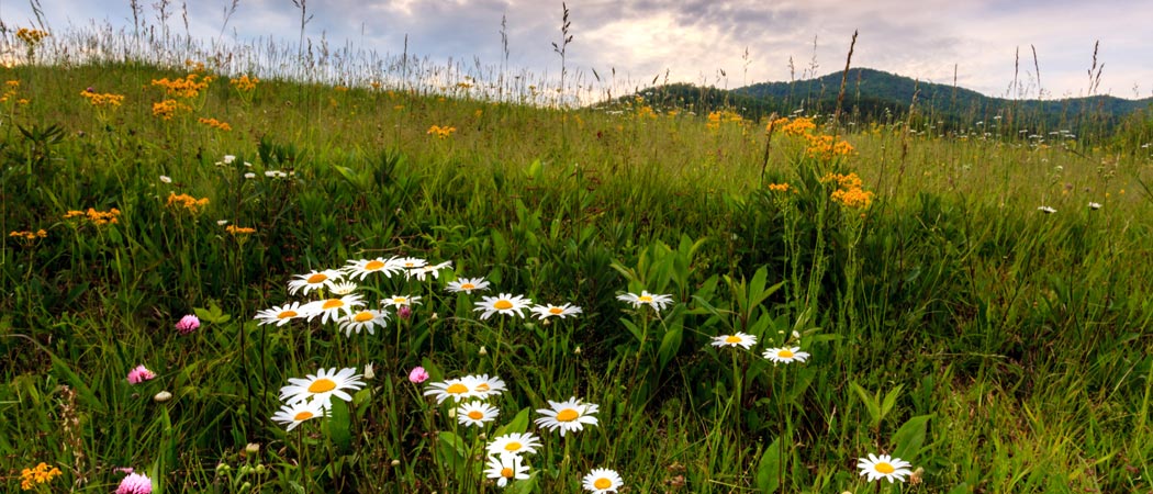 Plants in Pigeon Forge