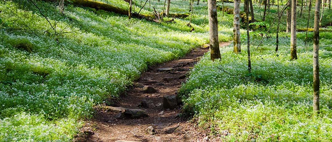 Porters Creek Trail