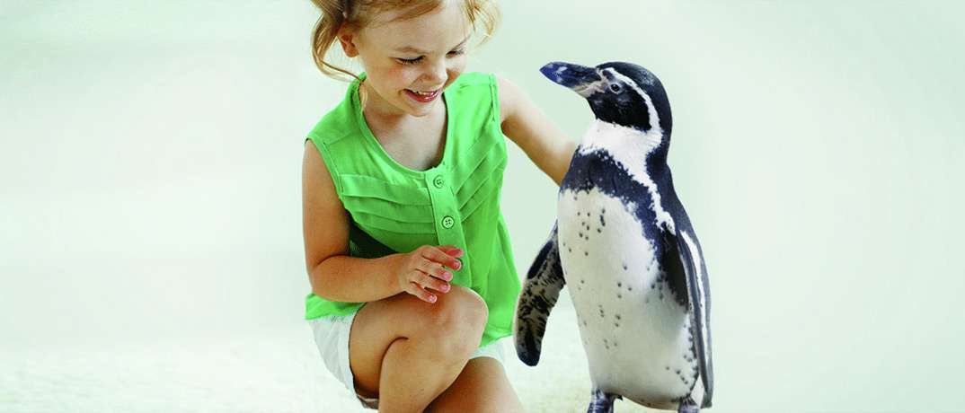 African Penguin Exhibit