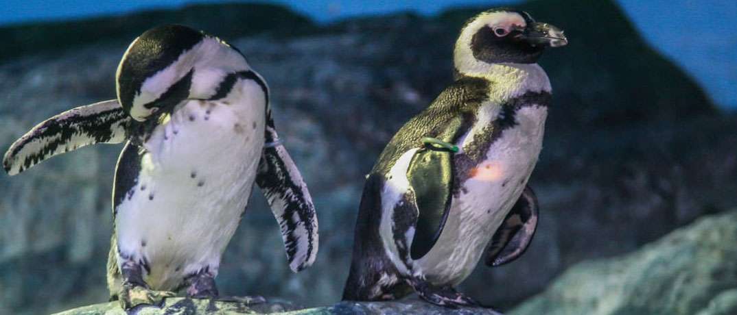 Ripley's Aquarium African Penguins