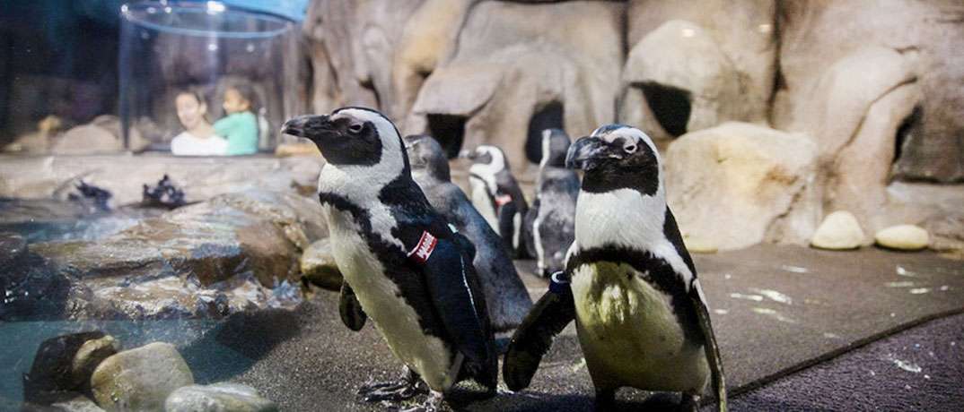 Ripley's Aquarium African Penguins