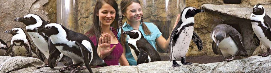 Ripley's Aquarium Penguin Exhibit