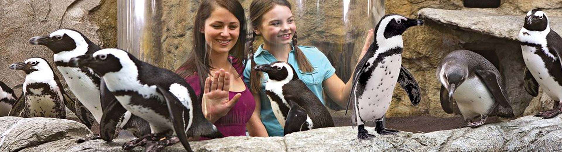 Meet the Penguins - Ripley's Aquarium of Myrtle Beach