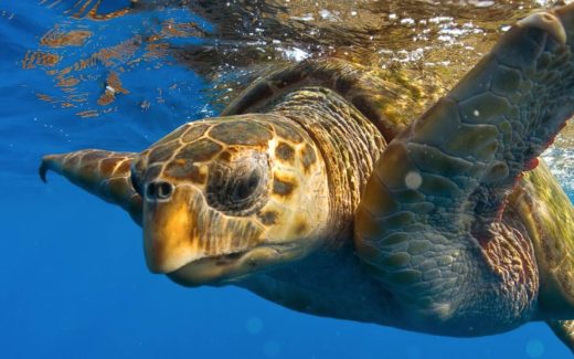 Myrtle Beach Sea Turtle