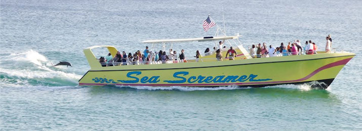 Sea Screamer Dolphin Cruise