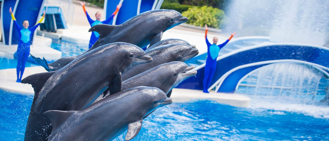 Dolphins at Sea World