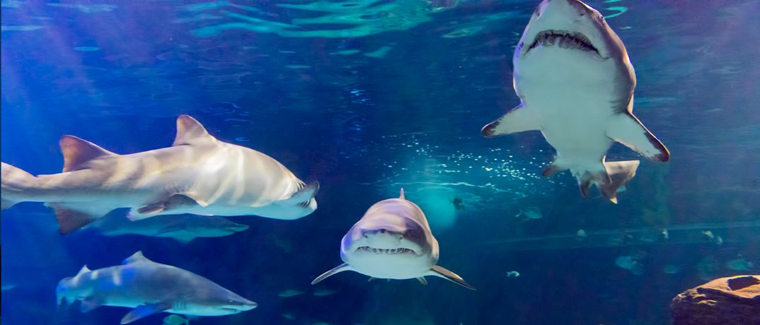 Sharks at Ripleys Aquarium