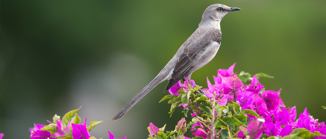 Tennessee State Bird Mockingbird