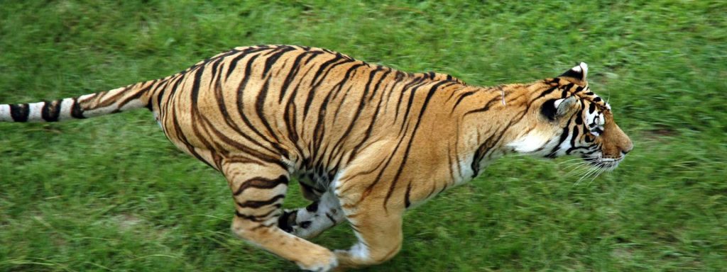 Tigers Preserve Myrtle Beach Safari