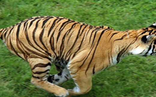 Tigers Preserve Myrtle Beach Safari