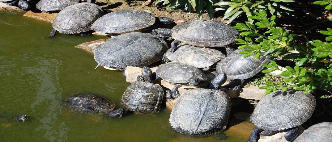 Turtles at Alligator Adventure